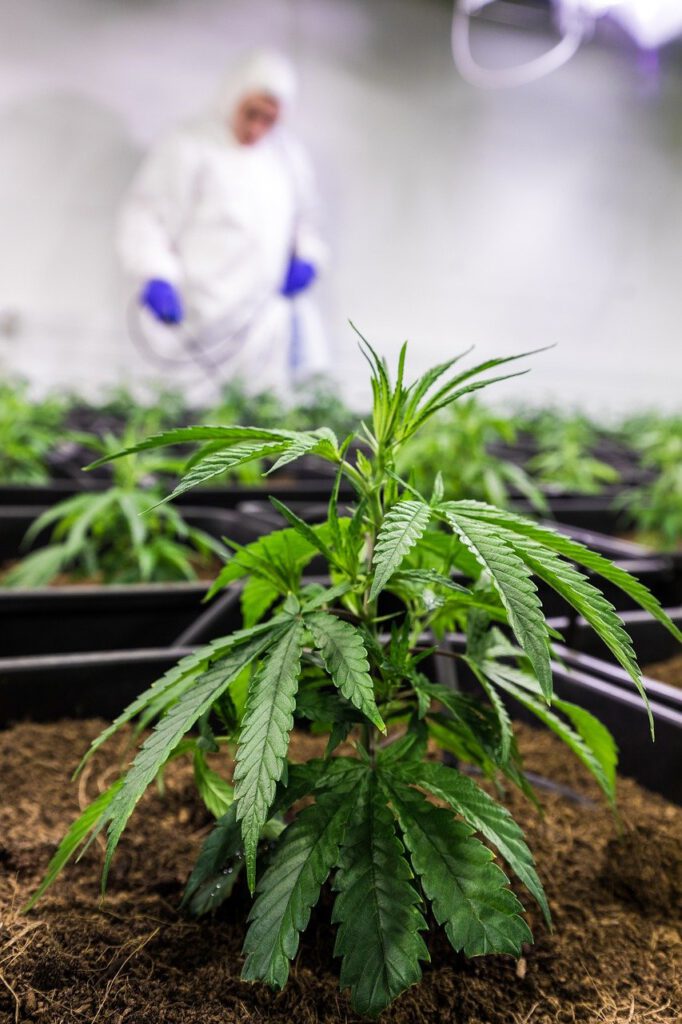 cbd-7665188_1280
